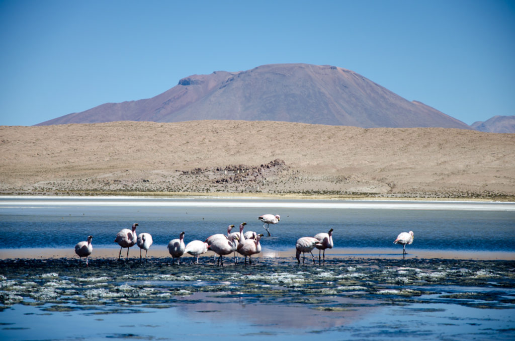 Salar de Uyuni Księżycowe krajobrazy na Salar de Uyuni