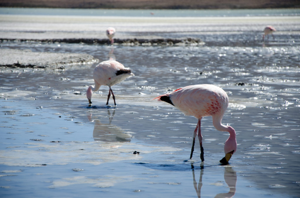 Księżycowe krajobrazy na Salar de Uyuni Księżycowe krajobrazy na Salar de Uyuni