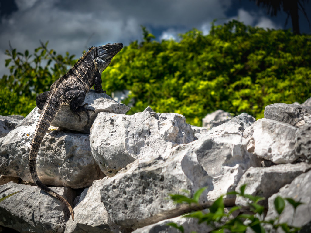 Meksyk Tulum