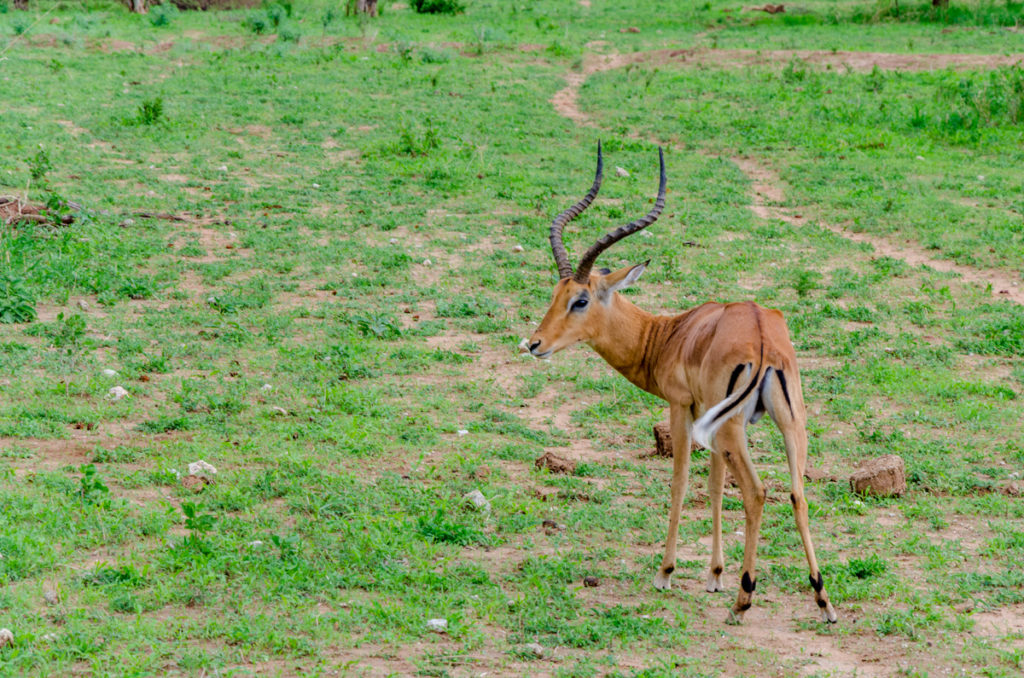 safari w Tanzanii safari w Tanzanii