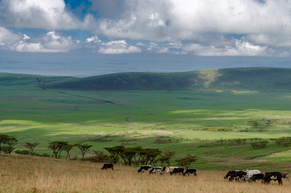 safari w Tanzanii Ngorongoro