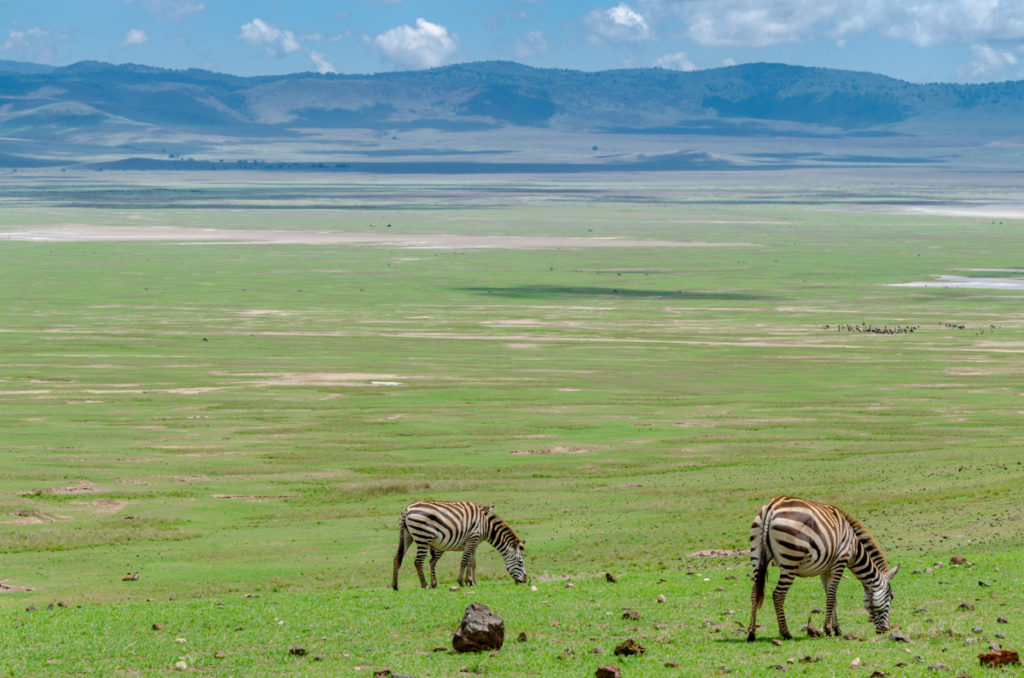 safari w Tanzanii