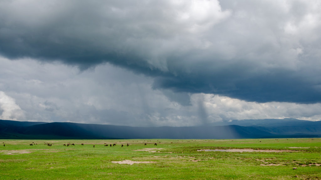 safari w Tanzanii