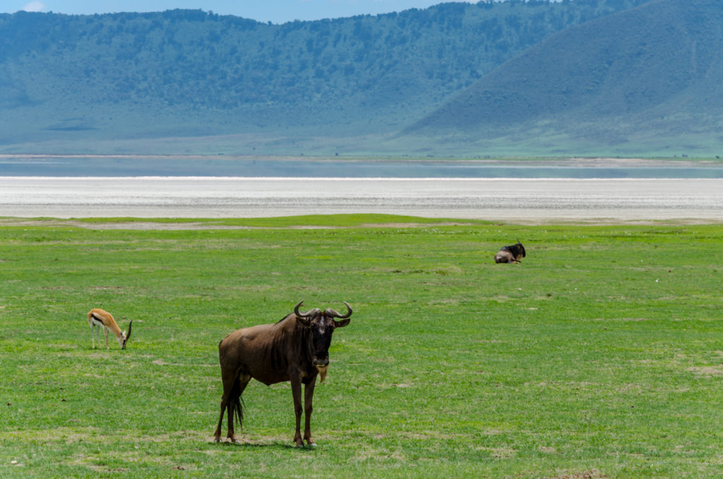 Ngorongoro