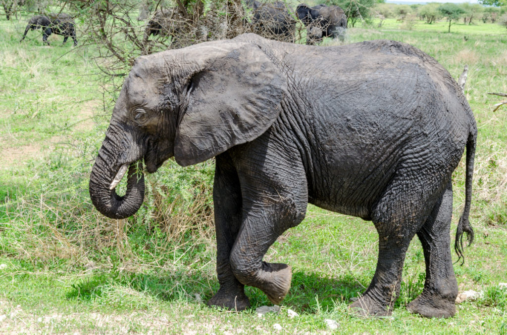 safari w Tanzanii