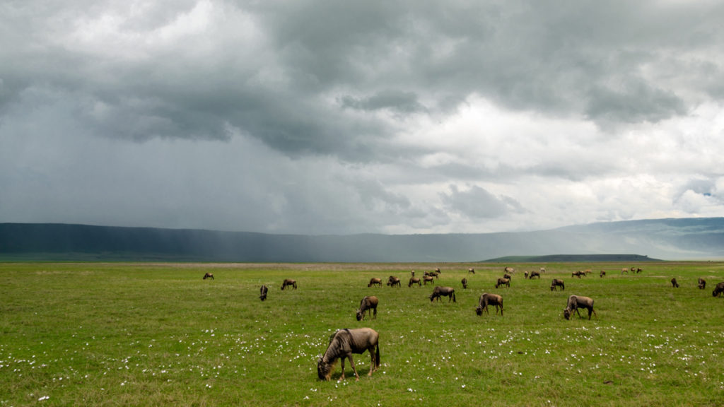 safari w Tanzanii