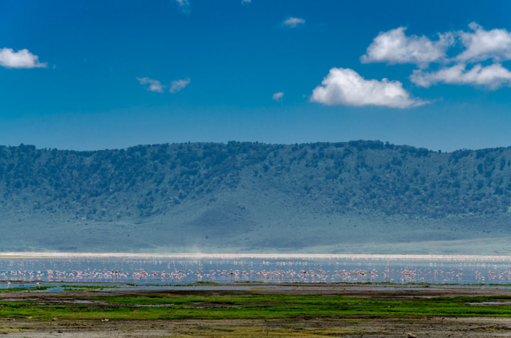 safari w Tanzanii