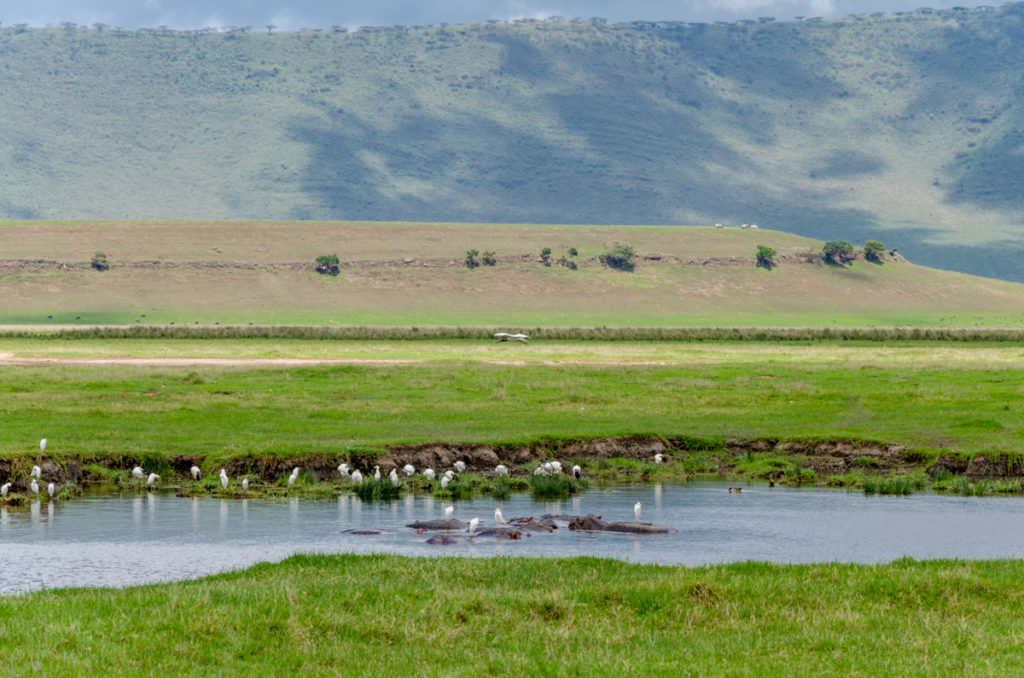 safari w Tanzanii