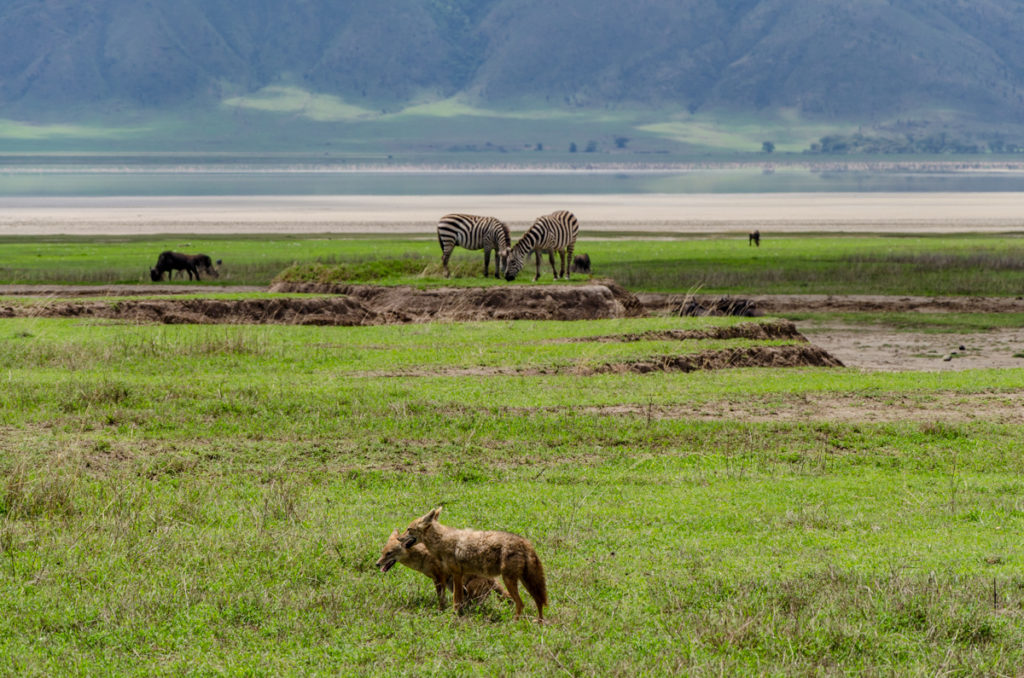 safari w Tanzanii