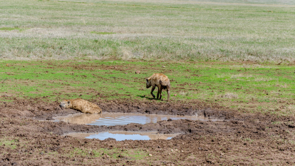 safari w Tanzanii