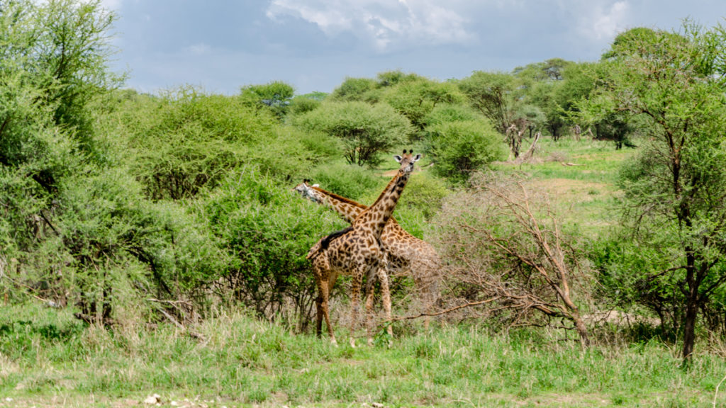 safari w Tanzanii