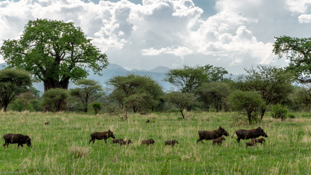 safari w Tanzanii