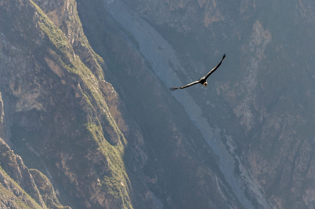 Peru Kanion Colca