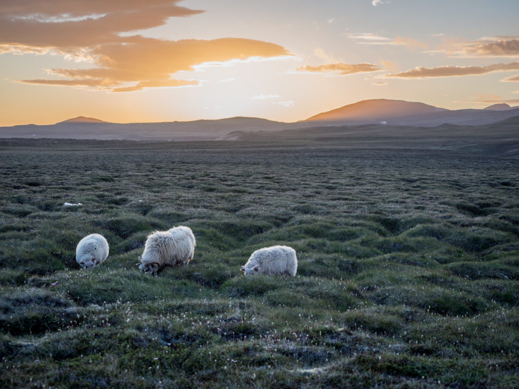 Islandia Myvatn