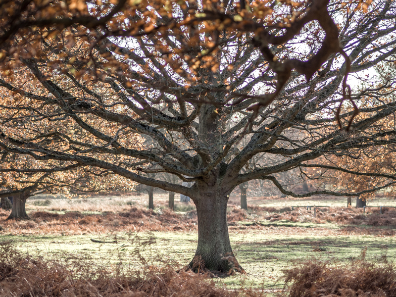 Richmond Park