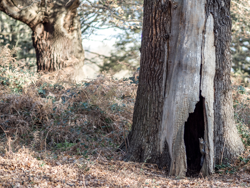 Richmond Park