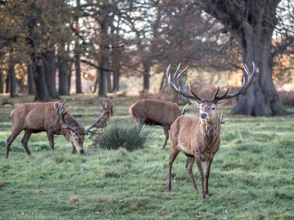 Richmond Park jelenie