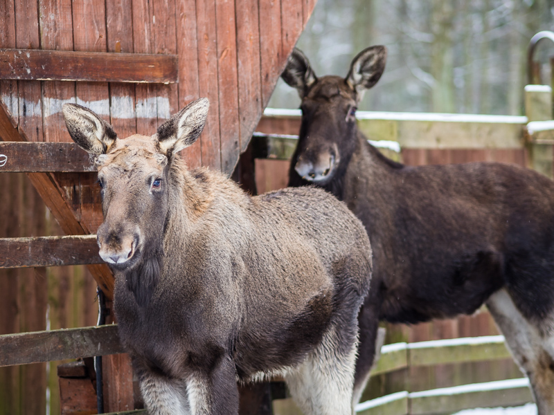 Łosie w Białowieży