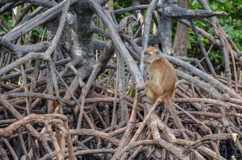 Kilim Karst Geoforest Park