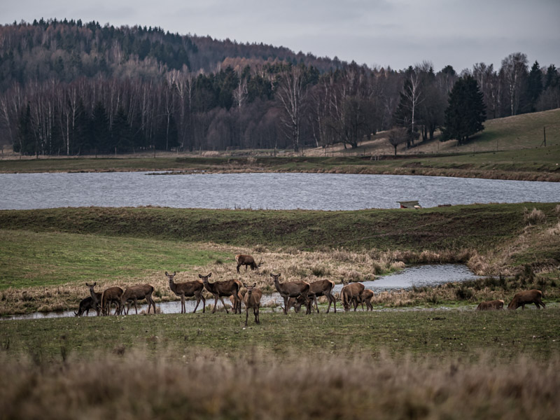 Bezkrwawe Safari Gołdap