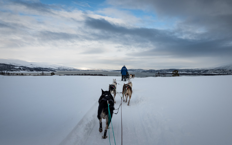 Psie zaprzęgi Tromso